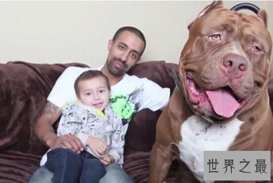 【图】世界最大斗牛犬，站起来比人还高重达79公斤