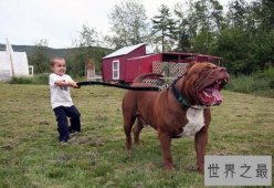 【图】世界最大斗牛犬，站起来比人还高重达79公斤