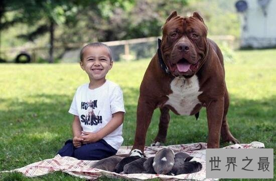 【图】世界最大斗牛犬，站起来比人还高重达79公斤