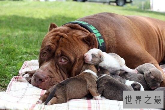 【图】世界最大斗牛犬，站起来比人还高重达79公斤