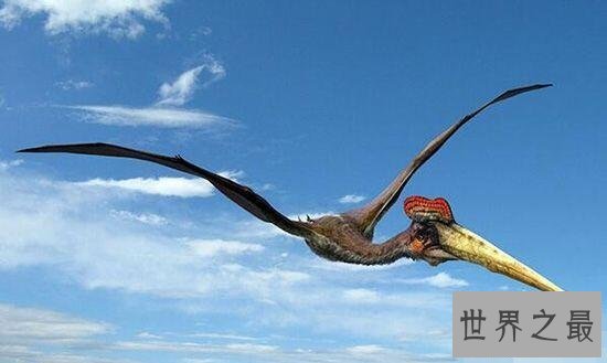【图】史上最大的飞举动物，风神翼龙可以捕杀霸王龙