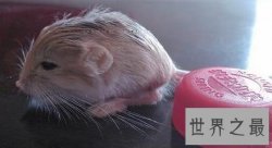 【图】盘点世界十大萌物，世界最小跳鼠仅有5克寿命