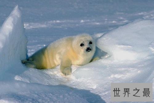 【图】清点世界十大萌物，世界最小跳鼠仅有5克寿命