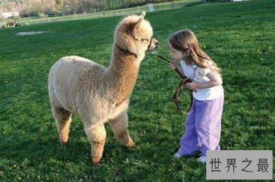 【图】清点世界十大萌物，世界最小跳鼠仅有5克寿命