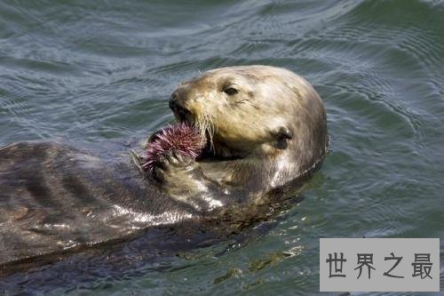 【图】清点世界十大萌物，世界最小跳鼠仅有5克寿命