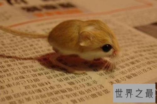 【图】清点世界十大萌物，世界最小跳鼠仅有5克寿命