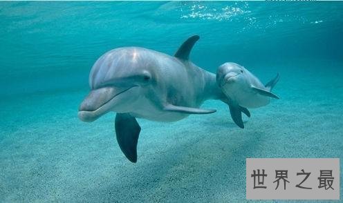 【图】清点世界十大萌物，世界最小跳鼠仅有5克寿命