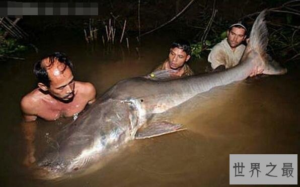 【图】世界上最大的咸水鱼种，湄公河巨魾3米(吞人无压