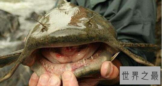 【图】世界上最大的咸水鱼种，湄公河巨魾3米(吞人无压