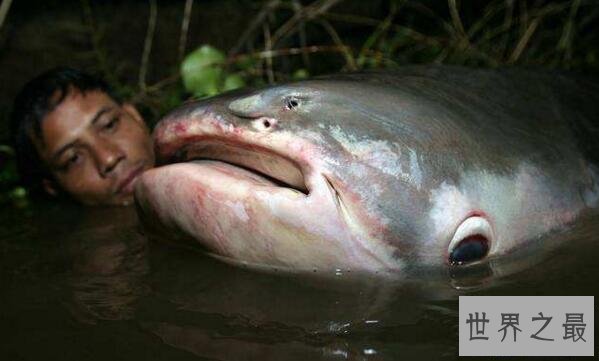 【图】世界上最大的咸水鱼种，湄公河巨魾3米(吞人无压
