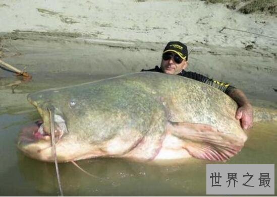 【图】世界上最大的咸水鱼种，湄公河巨魾3米(吞人无压