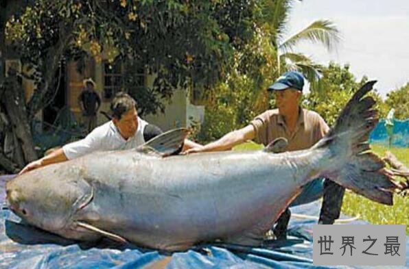 【图】世界上最大的咸水鱼种，湄公河巨魾3米(吞人无压