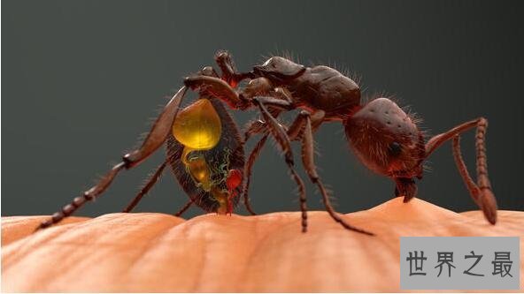 【图】世界上最毒的蚂蚁，红火蚁致人休克而死(附防治