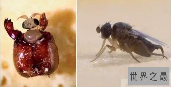 【图】世界上最毒的蚂蚁，红火蚁致人休克而死(附防治