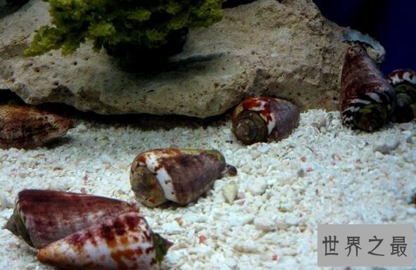 【图】世界上最毒的海螺，鸡心螺碰到就死(没有解药