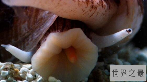 【图】世界上最毒的海螺，鸡心螺碰到就死(没有解药