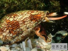 【图】世界上最毒的海螺，鸡心螺碰到就死(没有解药