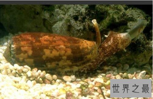 【图】世界上最毒的海螺，鸡心螺碰到就死(没有解药