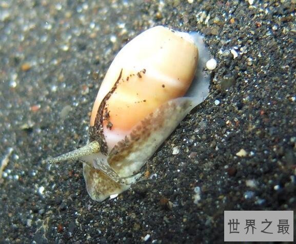 【图】世界上最毒的海螺，鸡心螺碰到就死(没有解药