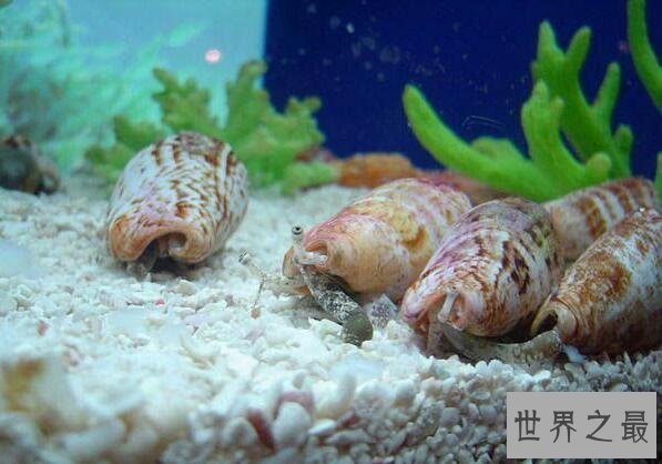 【图】世界上最毒的海螺，鸡心螺碰到就死(没有解药