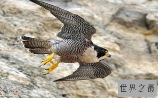 【图】世界上速度最快的鸟，游隼时速390公里远超高铁