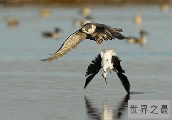 【图】世界上速度最快的鸟，游隼时速390公里远超高铁