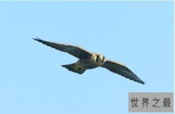 【图】世界上速度最快的鸟，游隼时速390公里远超高铁