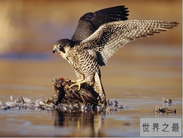 【图】世界上速度最快的鸟，游隼时速390公里远超高铁