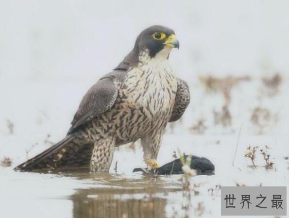 【图】世界上速度最快的鸟，游隼时速390公里远超高铁