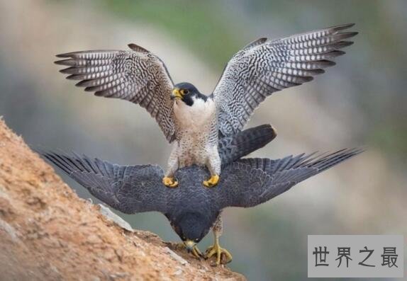 【图】世界上速度最快的鸟，游隼时速390公里远超高铁