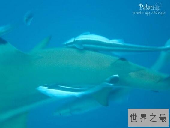 【图】世界上最懒的鱼，吸盘鱼生存在大海中却懒得游