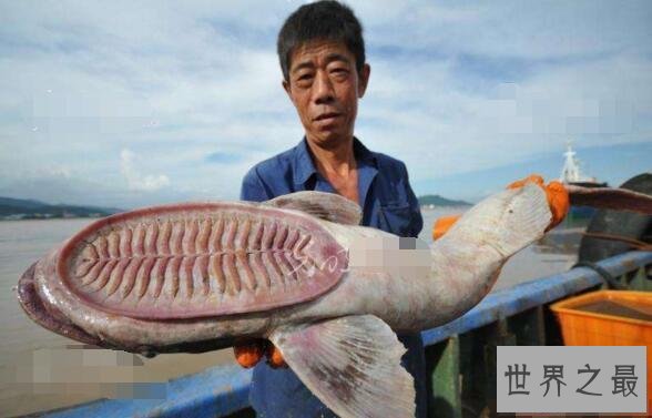 【图】世界上最懒的鱼，吸盘鱼生存在大海中却懒得游