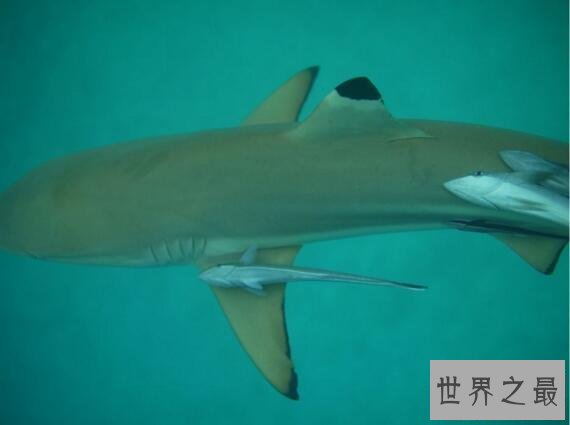 【图】世界上最懒的鱼，吸盘鱼生存在大海中却懒得游