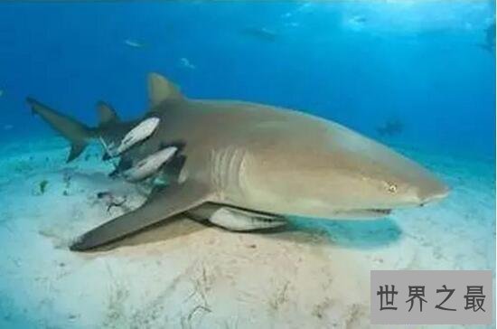 【图】世界上最懒的鱼，吸盘鱼生存在大海中却懒得游