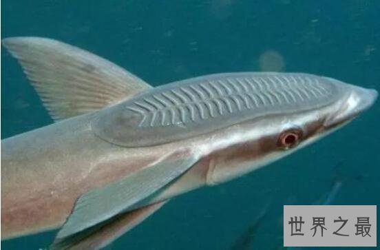 【图】世界上最懒的鱼，吸盘鱼生存在大海中却懒得游