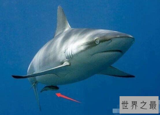 【图】世界上最懒的鱼，吸盘鱼生存在大海中却懒得游