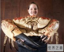 【图】世界上最重的螃蟹，皇帝蟹重达72斤(相当于成年