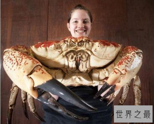 【图】世界上最重的螃蟹，皇帝蟹重达72斤(相当于成年