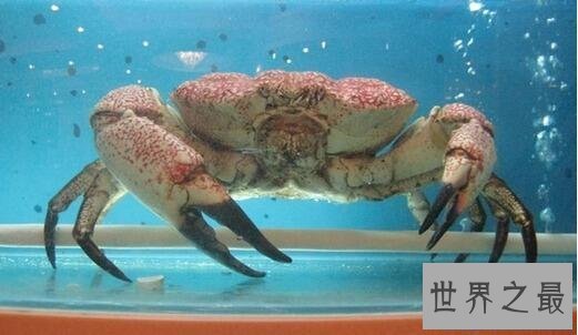 【图】世界上最重的螃蟹，皇帝蟹重达72斤(相当于成年