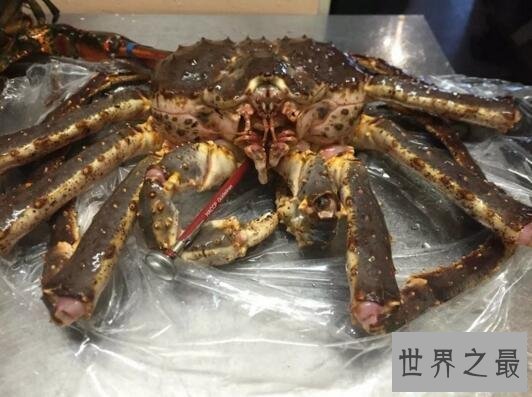 【图】世界上最重的螃蟹，皇帝蟹重达72斤(相当于成年