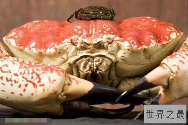 【图】世界上最重的螃蟹，皇帝蟹重达72斤(相当于成年