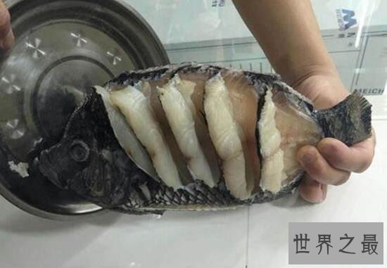 【图】世界上最大的珊瑚鱼类，2米苏眉鱼重400斤却很好