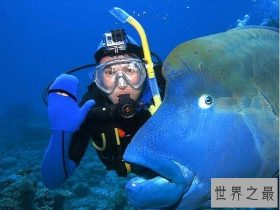【图】世界上最大的珊瑚鱼类，2米苏眉鱼重400斤却很好