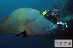 【图】世界上最大的珊瑚鱼类，2米苏眉鱼重400斤却很好