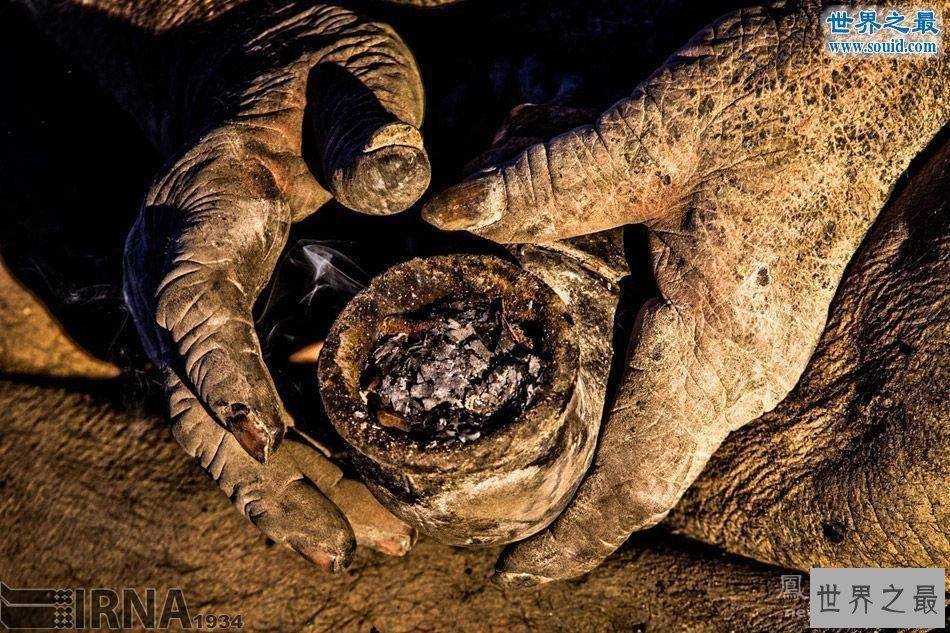 【图】人类最长工夫不洗澡纪录，伊朗男子60年不洗澡