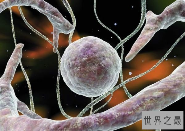 【图】人体中最长的细胞有多长，1米以上(没有卵细胞大