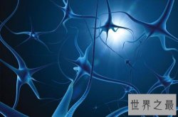 【图】人体中最长的细胞有多长，1米以上(没有卵细胞大