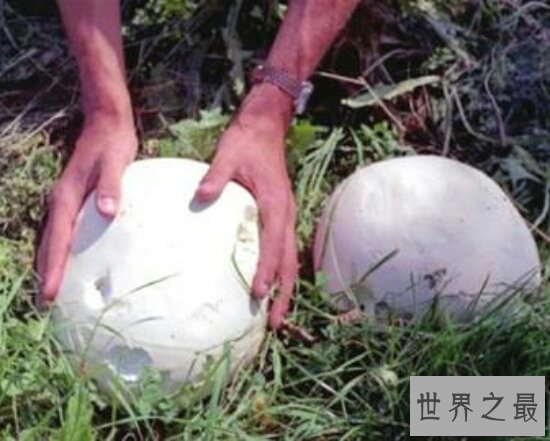 【图】植物恶魔雪茄不只长得像雪茄，而且还会吹口哨