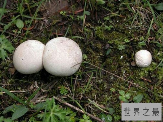 【图】植物恶魔雪茄不只长得像雪茄，而且还会吹口哨