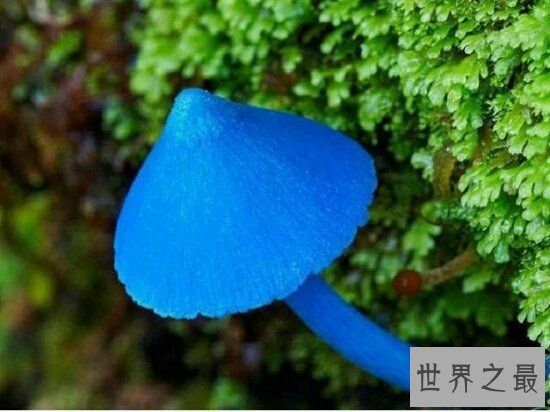 【图】植物恶魔雪茄不只长得像雪茄，而且还会吹口哨
